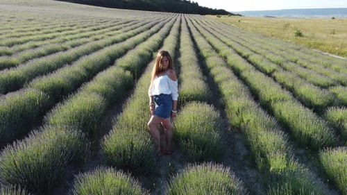 Aerial Lavender Fields