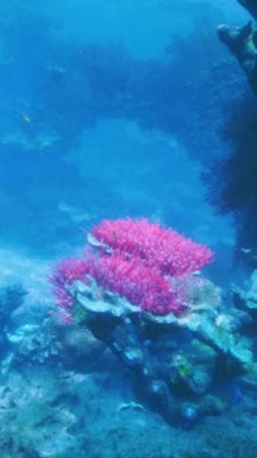 A Coral Reef with a Variety of Corals and Sponges
