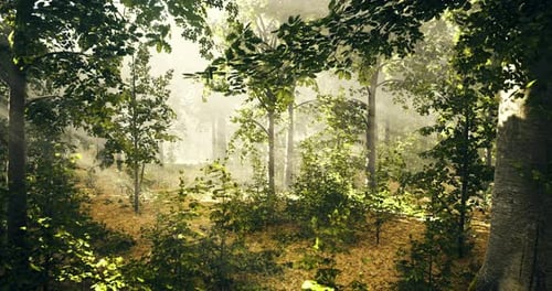 Discovering the Serene Beauty of a Sunlit Forest in Early Morning