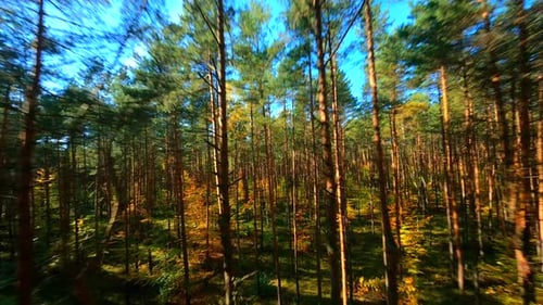 FPV Flight Through Autumn Forest