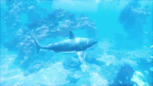 A Shark Swimming in the Ocean Near a Coral Reef