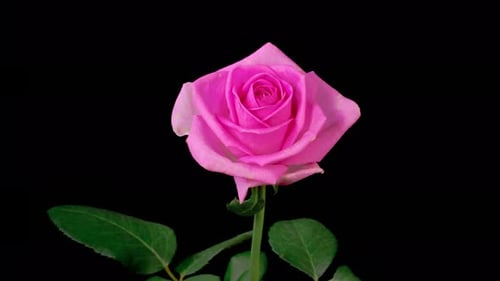 Zeitraffer des Öffnens von Pink Rose