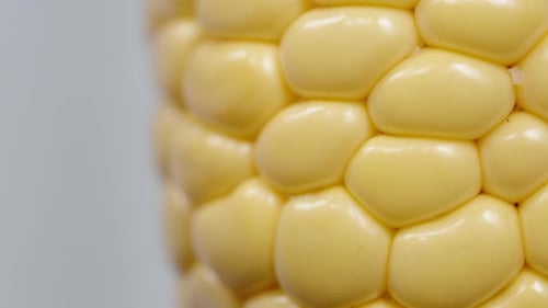 Evenly shaped kernels in a corn cob rotate on a white background, in macro close-up.