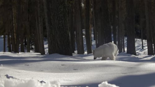 White Swiss Shepherd Dog Walks Towards Camera In Snowy Forest