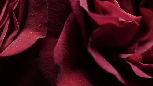 Rosen, Blumen für deine Liebsten