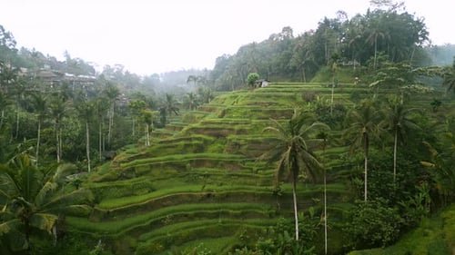 Lush Green Rice Terraces in Tropical Landscape