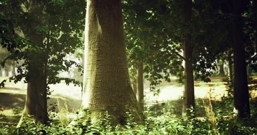 Lush Forest with Tall Trees and Dappled Sunlight in a Serene Landscape