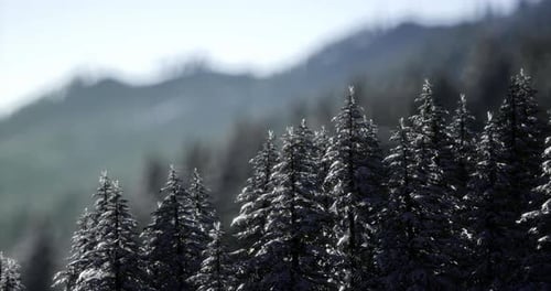 Snow Covered Evergreen Trees Against Distant Mountain Landscape in Winter