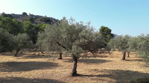 Olive Trees in the Wild