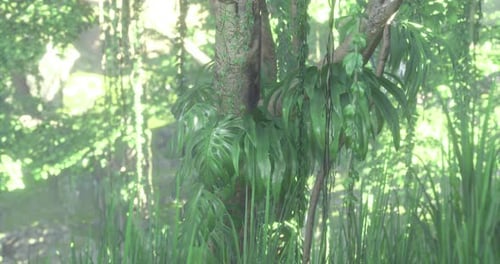 Lush Tropical Jungle Forest with Slow Camera Movement