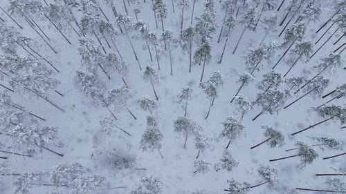 Drone Glides Over Dense Snowy Pine Forest in Serene Winter Landscape