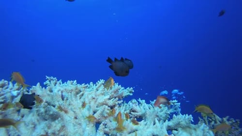 Underwater Coral Reef Marine