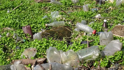 Many Plastic Bottles Lying on Green Lawn at Forest Trash is Dumped in Open and Freely Available