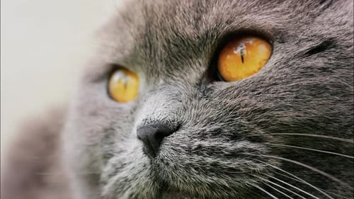 Nahaufnahme einer Scottish Fold-Katze mit orangefarbenen Augen, die vor verschwommenem Hintergrund ruht