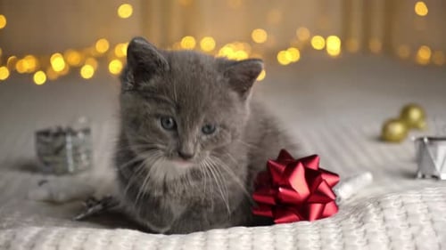 Cute Kitten Posing near a Christmas Gift