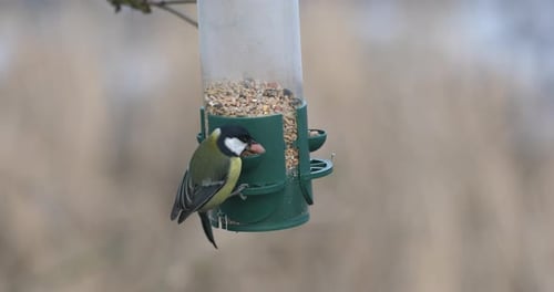 Kohlmeise am Vogelhäuschen, Tschechien