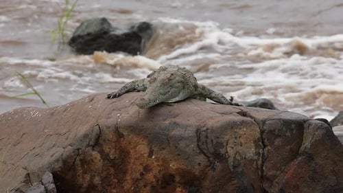 Closeup of Nile crocodile atop rock in raging African river in flood