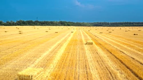 Aerial view of hay bales in meadow. Drone view of golden straw in stacks on dry meadow