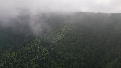 Dense green forest in the mountains. Morning forest in the fog. Alpine atmosphere. Forest landscape.
