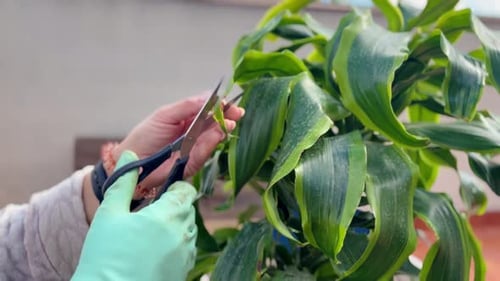 Frau schneidet und beschneidet Pflanzen in Töpfen auf ihrer heimischen Terrasse