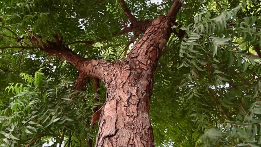 Tree Reaching Upward into Green Canopy During the Day, Nature Stock ...