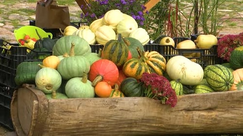 Gourds and Pumpkins Displayed in Wooden Container