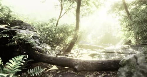 Sunlight Filtering Through Trees in a Tranquil Forest Setting