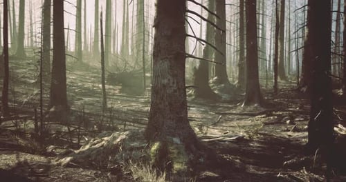Burned Forest Area Showcasing Tree Remnants and Haze in Sunlight