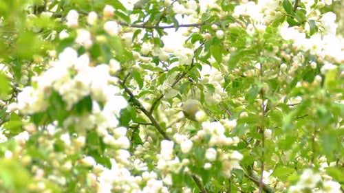 Tennessee Warbler, Green Warbler or Peregrine Warbler on branches of tree in summer forest