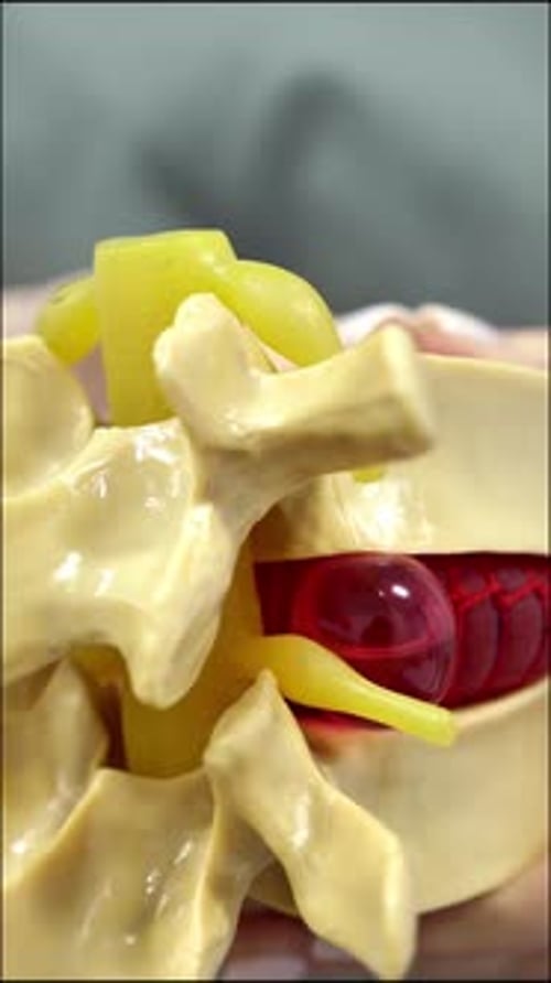 Neurologist Hands Holding Spine Model