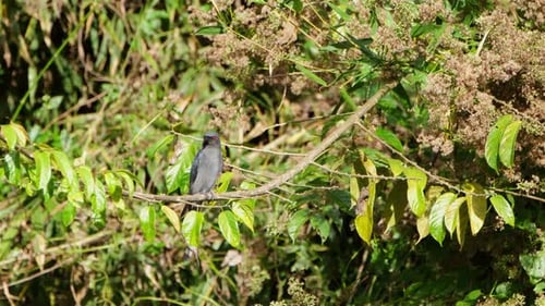 El ceniciento Drongo Dicrurus leucophaeus se posó en una rama bajo el sol de la tarde mientras miraba activamente.