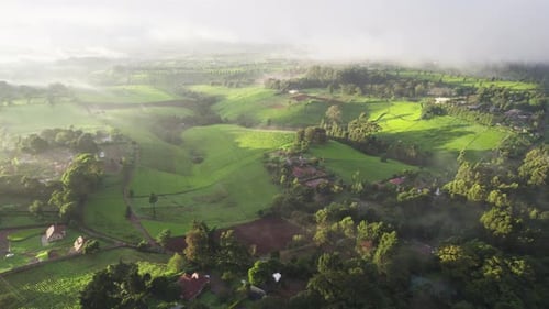 Aerial view of tea farm and misty hills in morning, Kenya.