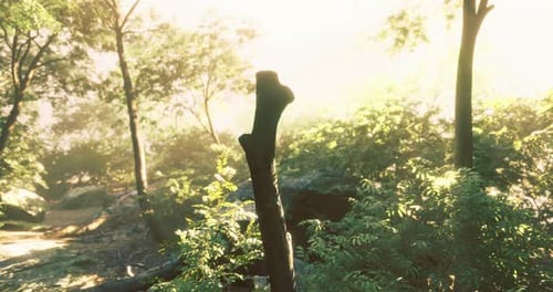 Sunlight Filters Through Trees in a Serene Forest Setting During Late Morning
