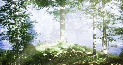 Un brouillard mystérieux enveloppe une forêt sereine pendant la douce lumière du matin