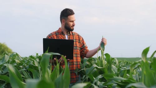 Big laptop and corn in hands. Man is on the agricultural field.
