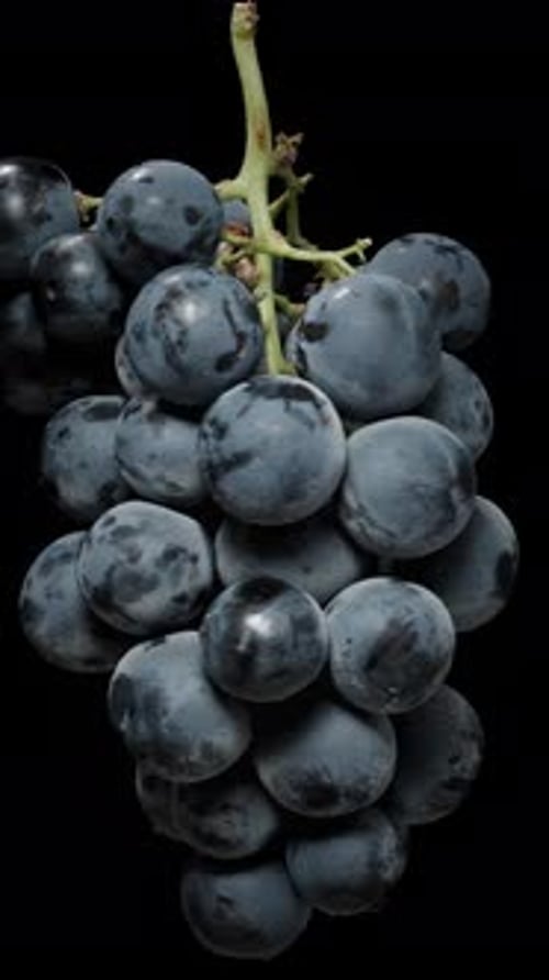 Vertical video. A Cluster of Black Grapes rotating on a Black background. Isolated for cutting out.