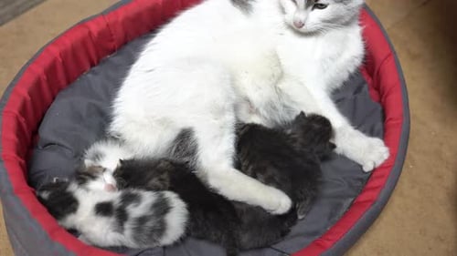 Newborn kittens drinking milk from their mother, Close up.