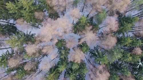 A mixed forest of green conifers covered in snow from a bird's eye view. Winter in the Czech forest.