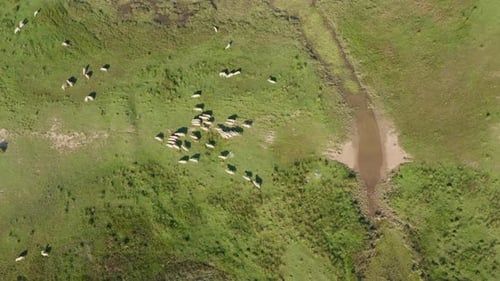 Flock Of Domestic Sheep Running On Green Pasture. - aerial