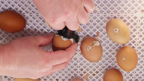 New Chicks are Hatching As Hands Support Process on Farm