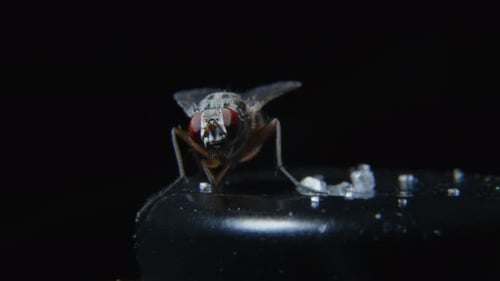 Extreme Close Up of Housefly Crawling
