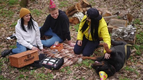 High Angle View Wide Shot Smiling Happy Woman Caressing Belly of Dog Lying on Picnic with Friends