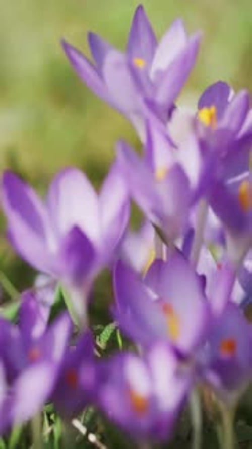 Flowering crocus spring flowers