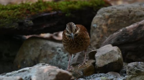 4K close up shot of an Eared Pitta, hydrornis phayrei, gesturing a feeding and drinking action while