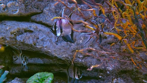Tropical Fish Swimming on the Coral Reef Tropical Fishes