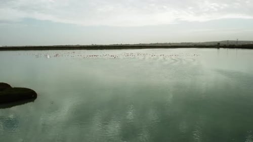 Flamingoes Colony Soars Over Lake in Environmental Park