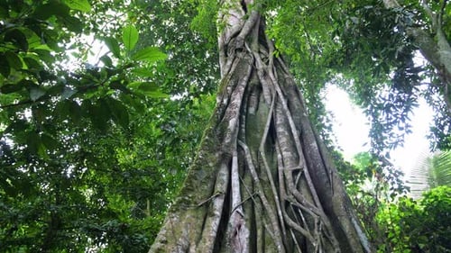 Big Tree In Tropical Forest. Lush Of Evergreen Jungle With Dense Rainforest Plants Vegetation
