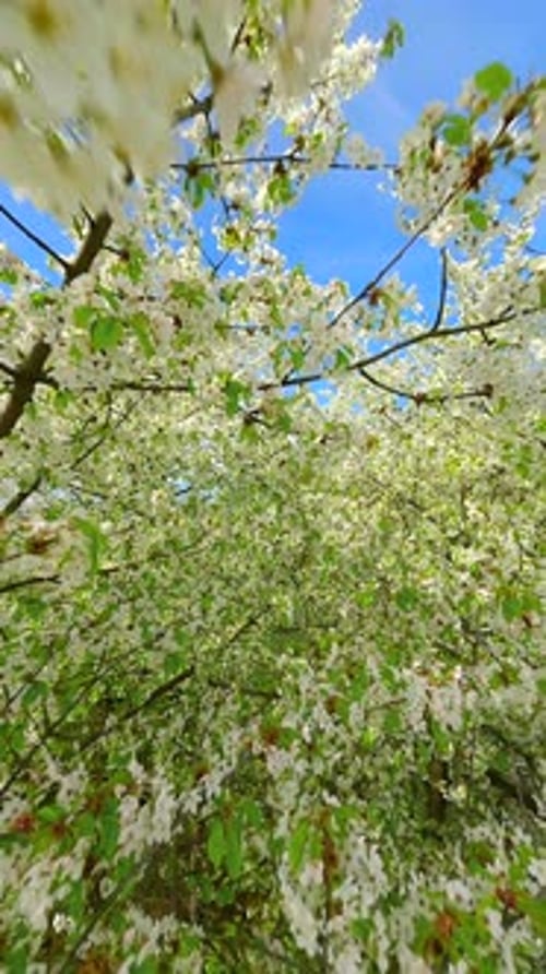 Smooth FPV Flight Through Blooming Trees with White Flowers in Spring