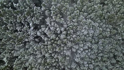 Aerial view of a frozen pine tree forest with snow covered trees in winter. Flight above winter fore