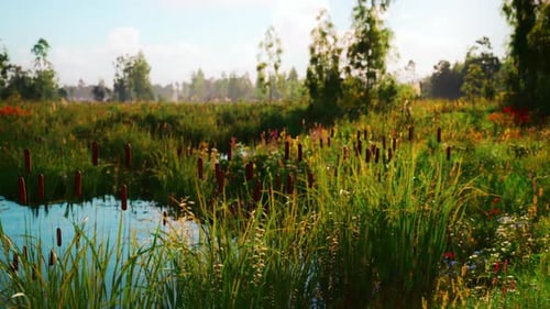 Summer Wetland Pond Landscape with Cattails